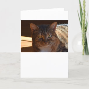 Dias Lentos, cartão