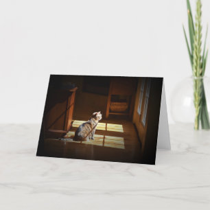 Dias Lentos, cartão