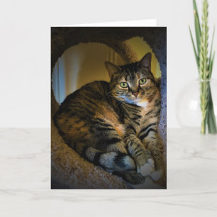 Dias Lentos, cartão