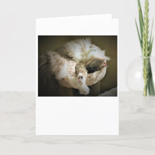 Dias Lentos, cartão