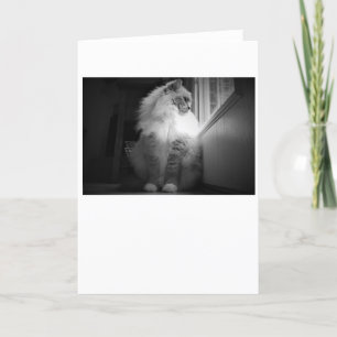 Dias Lentos, cartão