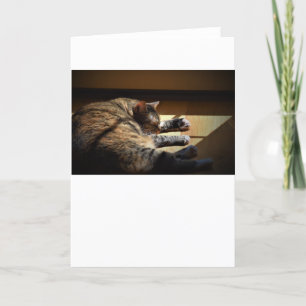 Dias Lentos, cartão