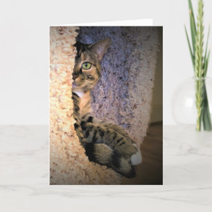 Dias Lentos, cartão