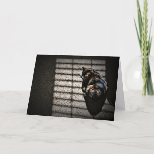 Dias Lentos, cartão