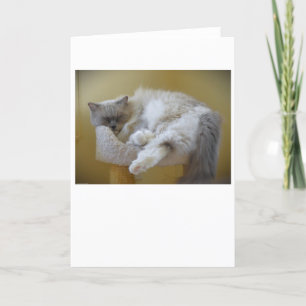 Dias Lentos, cartão