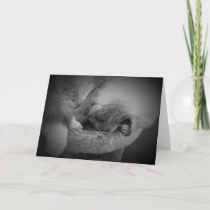 Dias Lentos, cartão