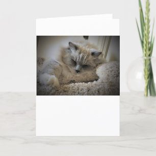 Dias Lentos, cartão