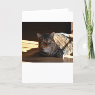 Dias Lentos, cartão