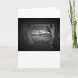 Dias Lentos, cartão