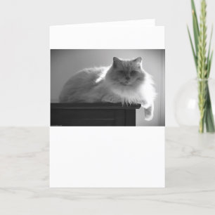 Dias Lentos, cartão