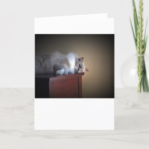 Dias Lentos, cartão