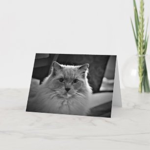 Dias Lentos, cartão