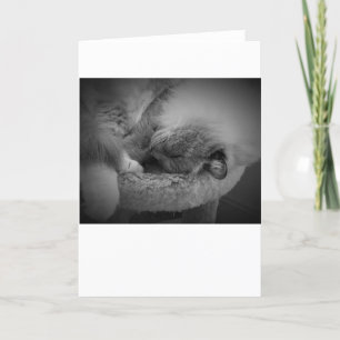 Dias Lentos, cartão