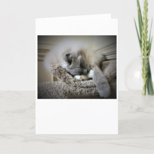 Dias Lentos, cartão