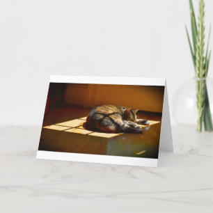 Dias Lentos, cartão