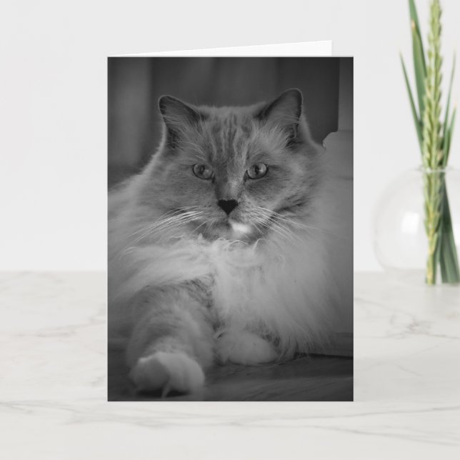 Dias Lentos, cartão (Frente)