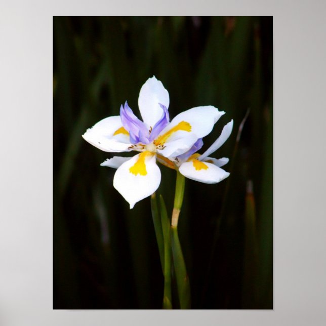 dietes Poster (Frente)