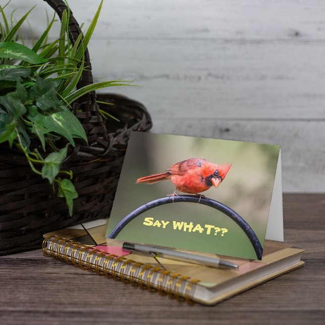 Diga O Quê? Cartão de nota (This is a cute photo of a red Cardinal which lends itself well to a cute caption.)