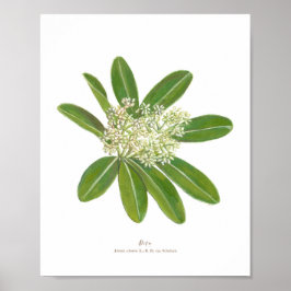 Dita (Alstonia scholaris) Ph Forest Poster