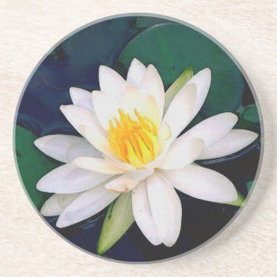 do branco porta copos do arenito waterlily