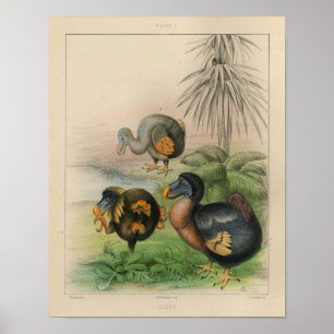 Do Dodo do pássaro do vintage impressão 1866 de