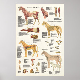 Do poster eqüino da anatomia do cavalo grande