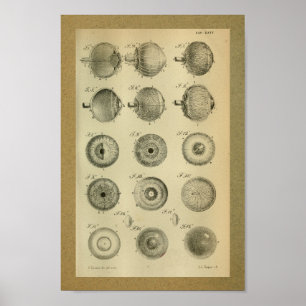 Do vintage da anatomia do impressão músculos 185