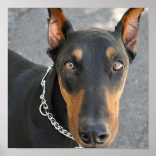 Doberman Pinscher Dog Impressão