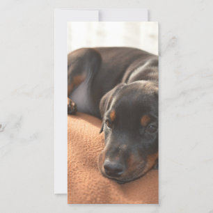 doberman-pinscher-filhote de cachorro