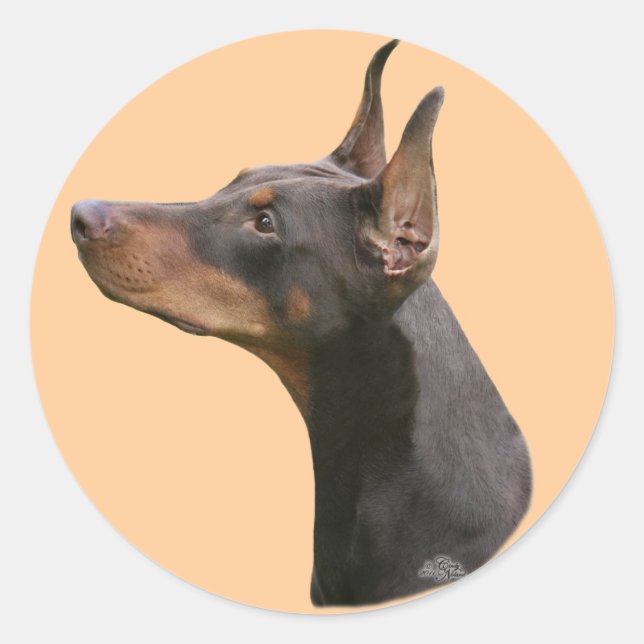 Dobermann Pinscher cabeça - adesivo vermelho/preto (Frente)