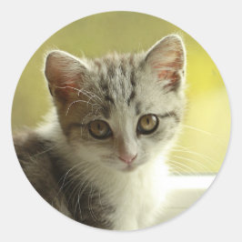 Doce Adesivo Redondo de Rosto de Gatinho