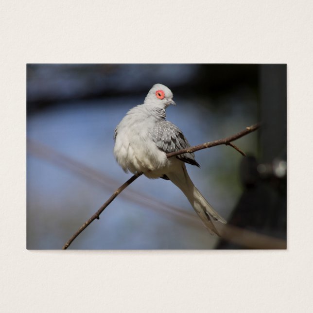 Doce Bela Doente de Diamante (Frente)