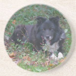 Doce Borda Collie Dog Porta copos