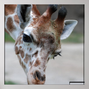 Doce Giraffe Poster