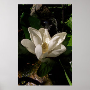 Doce Magnolia Blossom Poster