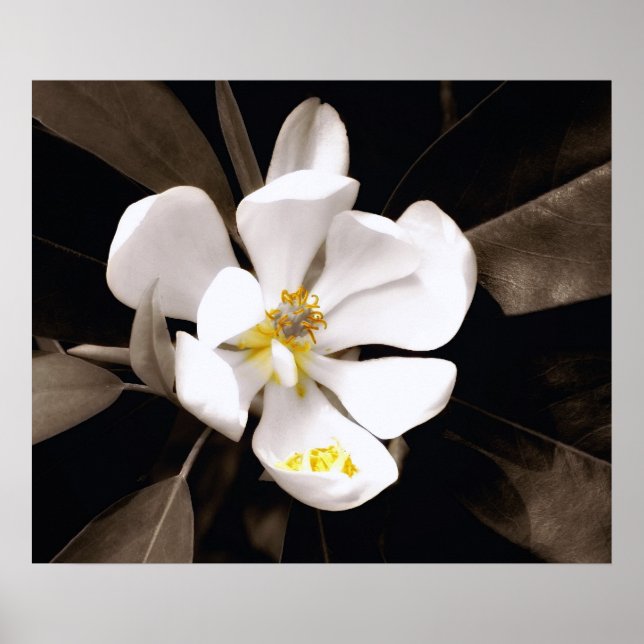 Doce Magnolia Poster (Frente)
