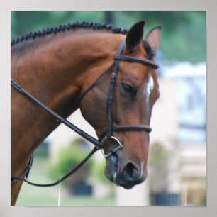 Doce Poster do Cavalo Morgan