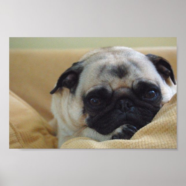 Doce Pug Poster (Frente)