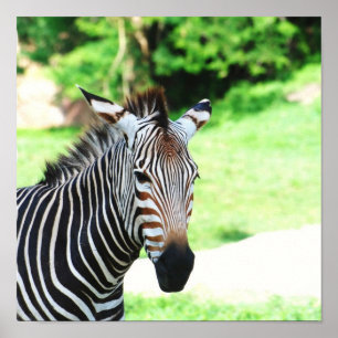 Doce Zebra Poster
