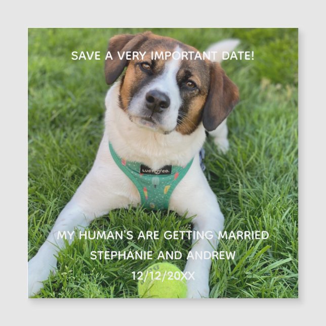 Dog Photo Save The Date Noivado Card Magnet (Frente)