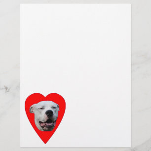 Dogo Argentino Sorridente