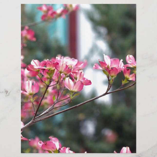 Dogwood Rosa (Frente)