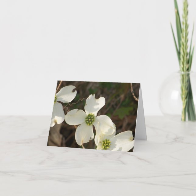 Dogwoods do cartão de nota (Frente)