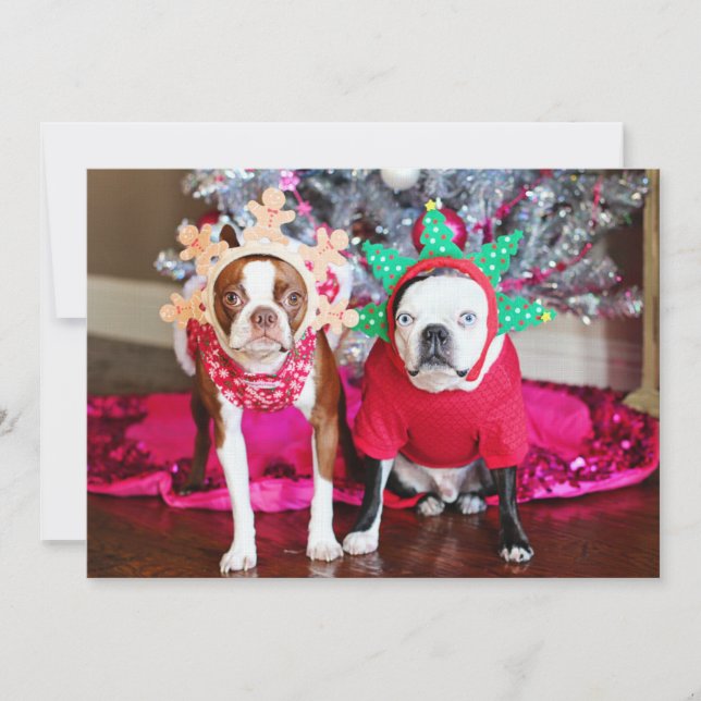 Dois BostonTerriers (Frente)