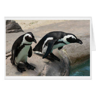 Dois Cartões com fotos de pinguins