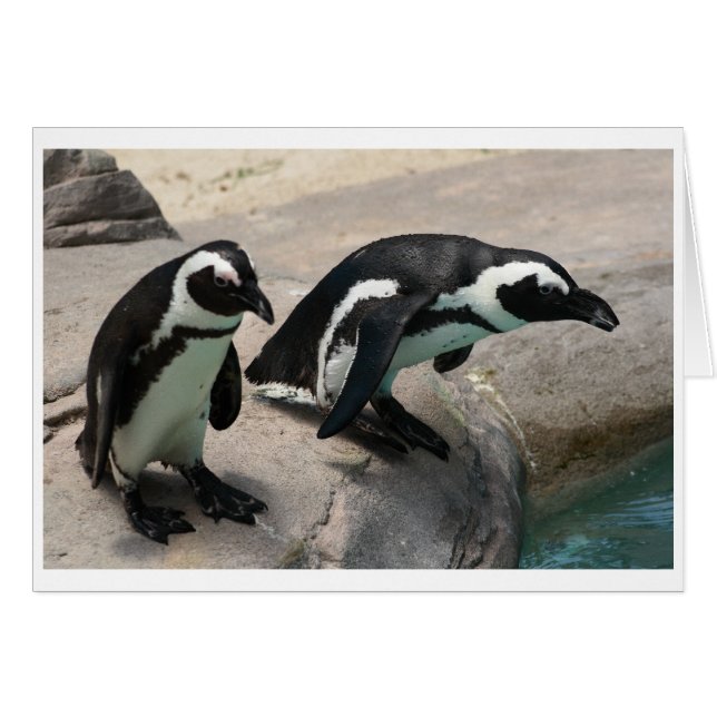 Dois Cartões com fotos de pinguins (Frente Horizontal)