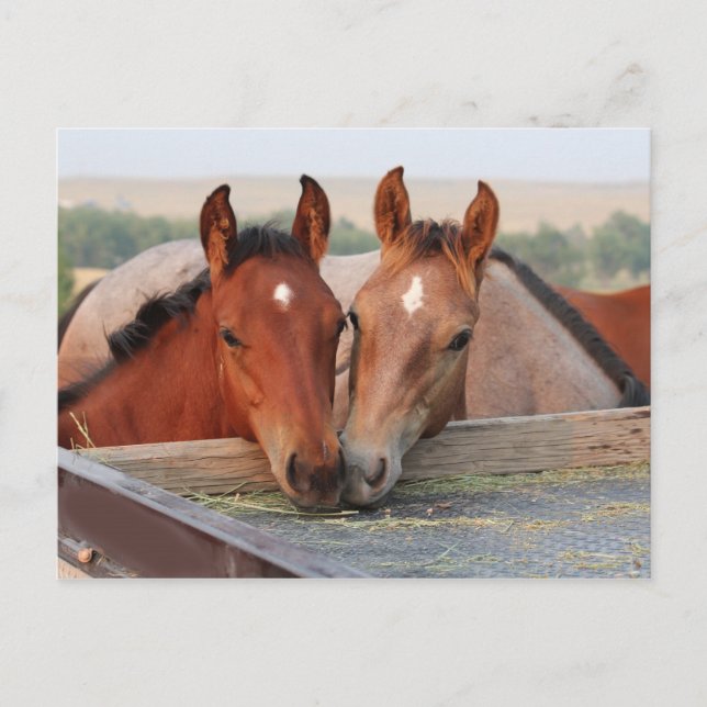 Dois Cavalos em um Cartão Postal de Fazenda (Frente)