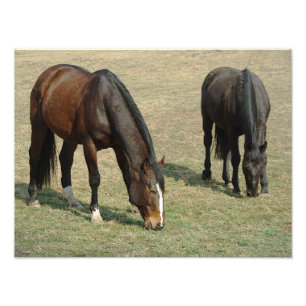 Dois Cavalos - Foto
