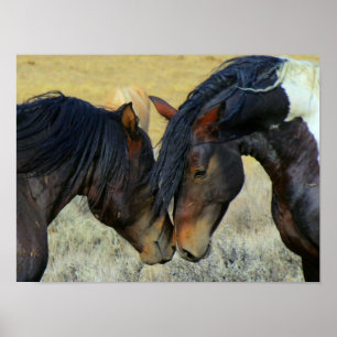 Dois Cavalos Selvagens de Wyoming Nose Poster