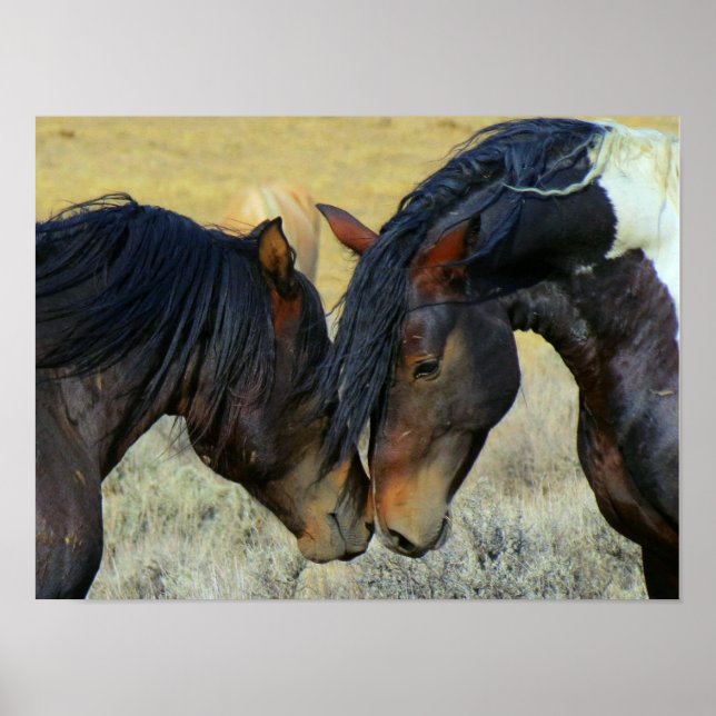 Dois Cavalos Selvagens de Wyoming Nose Poster (Frente)